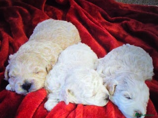 Maltipoo dogs 🐾 Beautiful Maltipoo Puppies - Advert 1