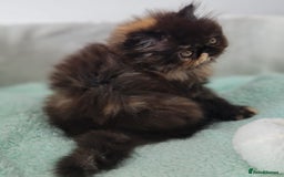 Persian cats for sale: Beautiful kittens looking for loving homes!!! in Stanford-le-Hope - Image 1