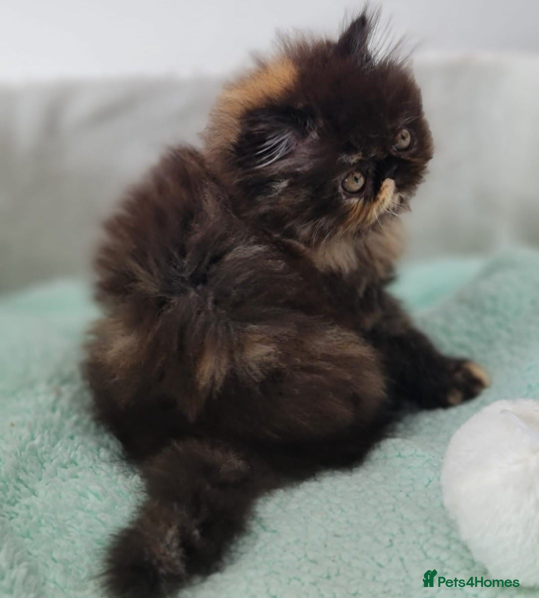 Persian cats for sale: Beautiful kittens looking for loving homes!!! in Stanford-le-Hope - Image 1