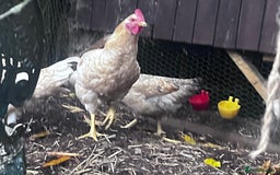 Chickens poultry for sale: Roosters - Image 1