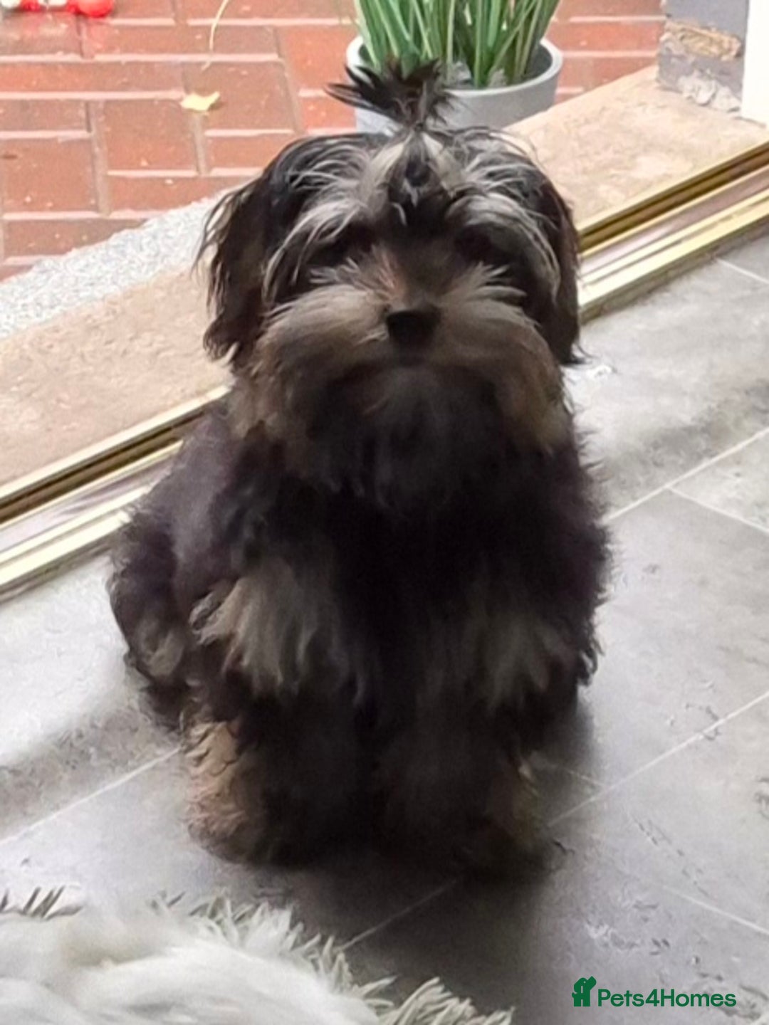 Yorkshire Terrier dogs for sale: Yorkshire terrier  - Advert 4