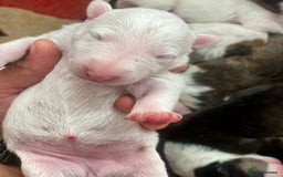 English Bull Terrier dogs for sale: English bull terrier puppy’s  - Image 6