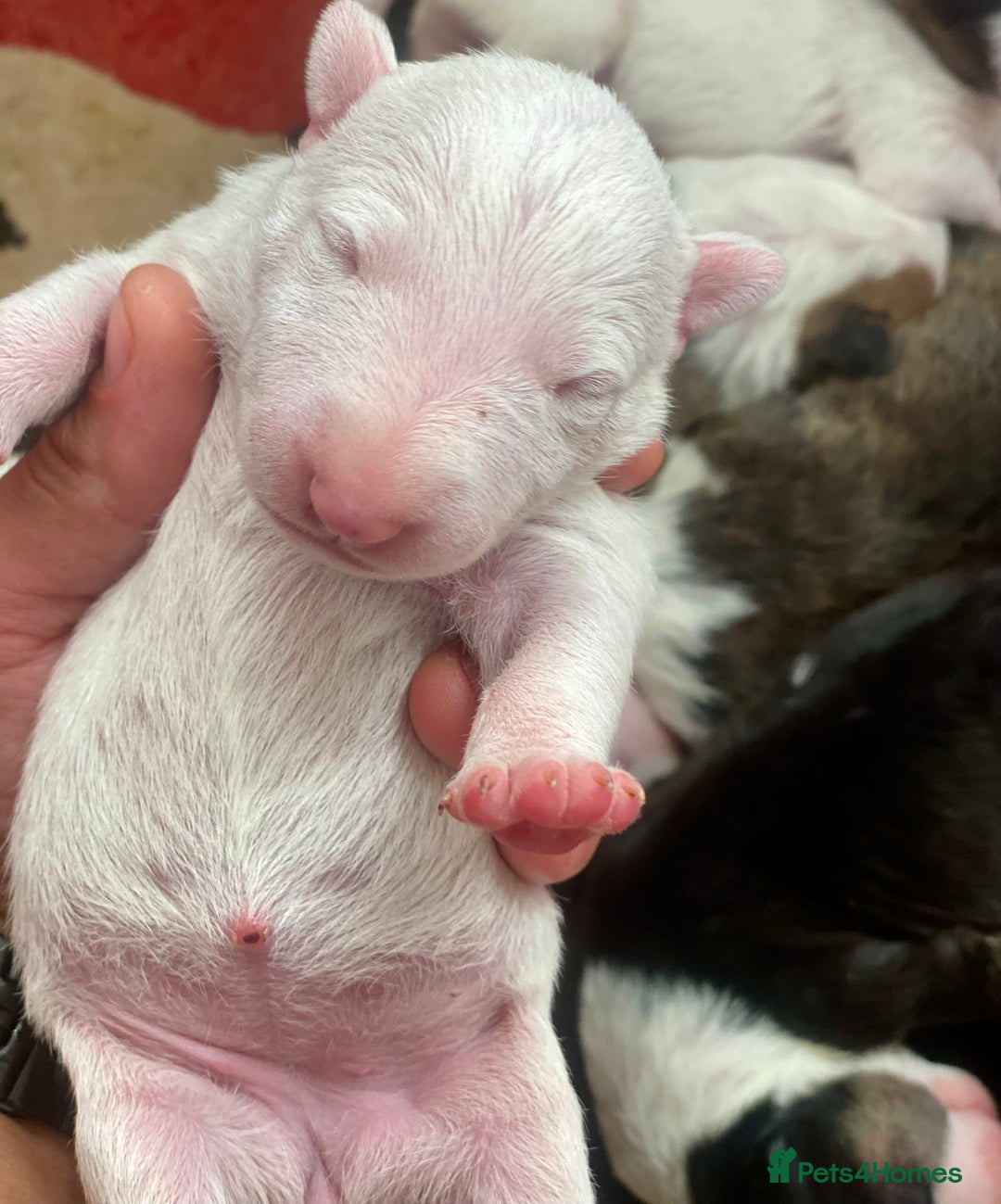 English Bull Terrier dogs for sale: English bull terrier puppy’s  - Image 6