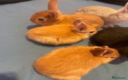 Netherland Dwarf rabbits for sale: Beautiful baby bunnies for sale  - Image 3