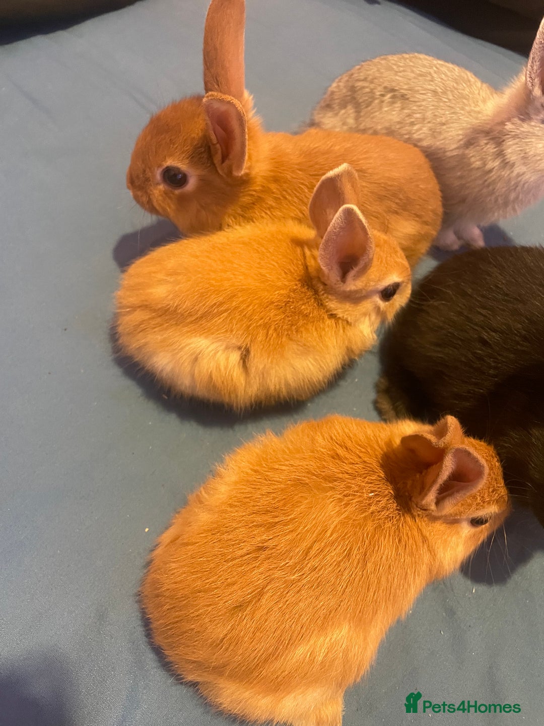 Netherland Dwarf rabbits for sale: Beautiful baby bunnies for sale  - Image 3