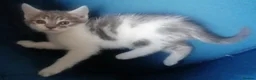 Mixed Breed cats for sale: Adorable kittens  - 8 weeks old - various colours in Chertsey - Advert 33