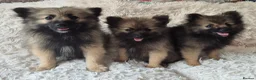 Pomeranian dogs for sale: Little pomeranian puppies  - Advert 10