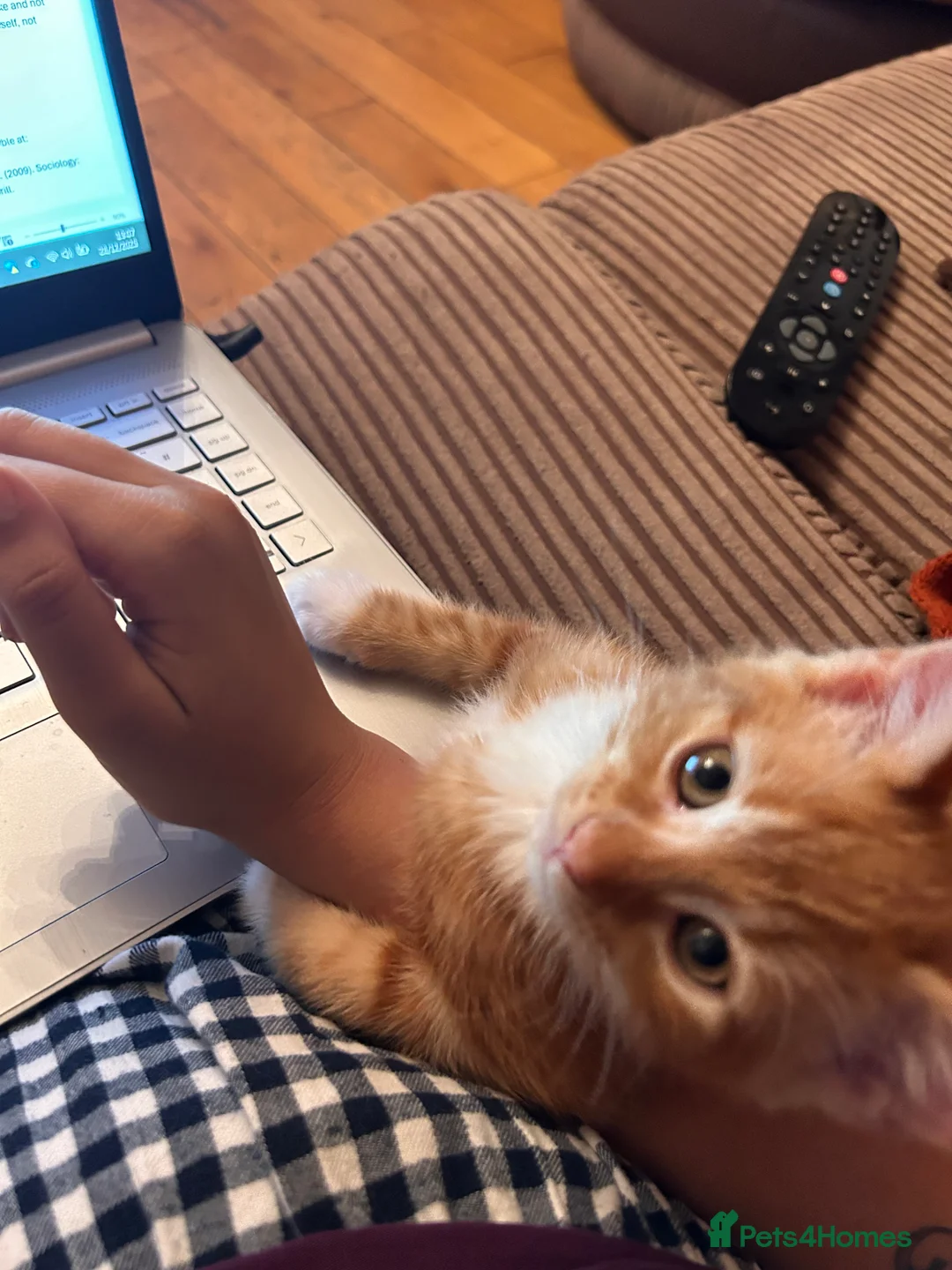 Mixed Breed cats for sale: Male Ginger Kitten - Advert 10