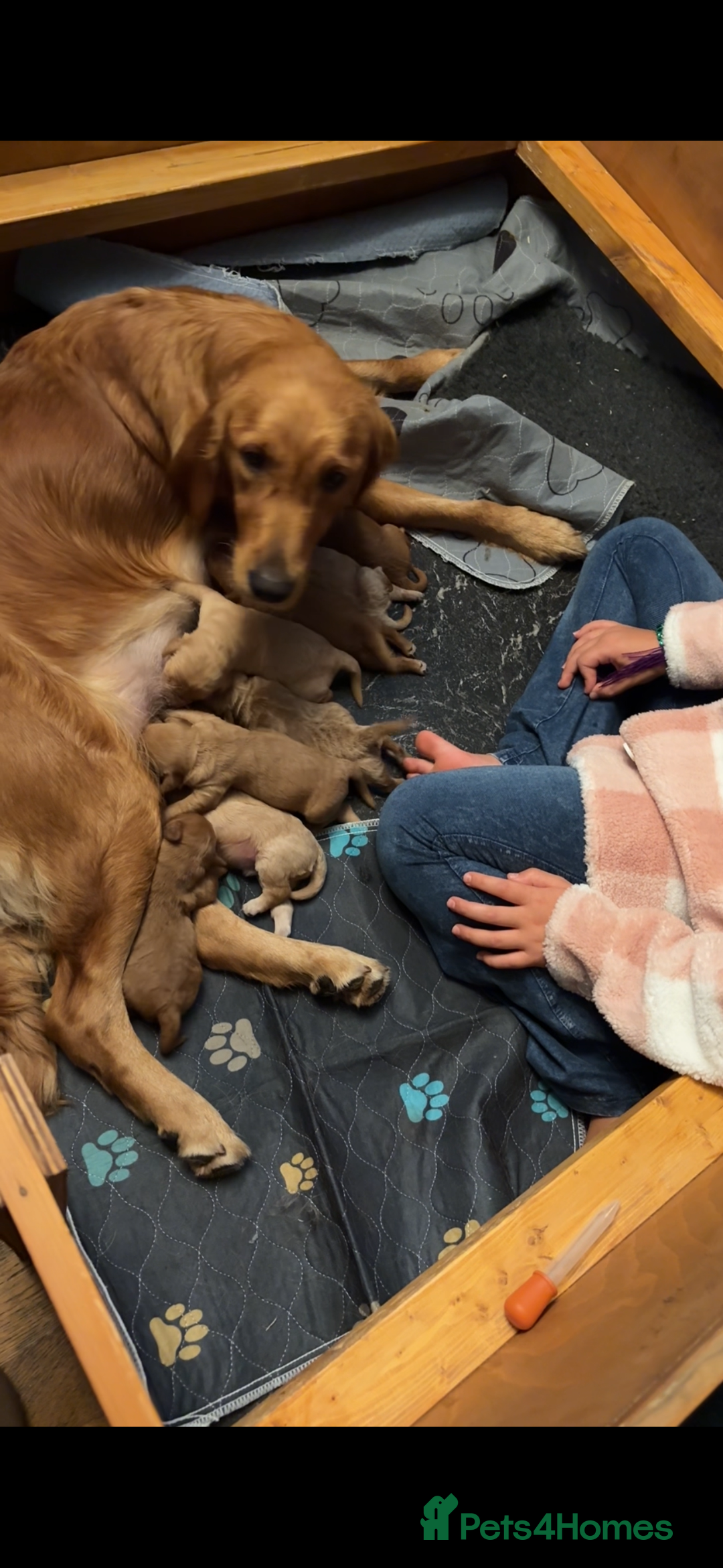 Mini Goldendoodle dogs for sale: Health tested Minature dark red/golden doodles  - Image 35