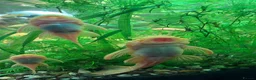 Plecos fish for sale: L144 Blue Eyed Bristlenose Pleco size 3 cm - Advert 24