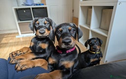 Dobermann dogs for sale: Beautiful Doberman puppies 3 boys 3 girls for sale - Image 4