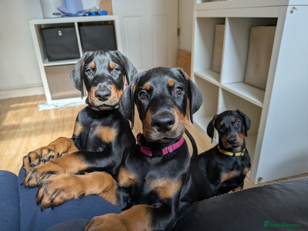 Dobermann dogs for sale: Beautiful Doberman puppies 3 boys 3 girls for sale - Image 4