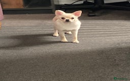 Mixed Breed dogs for sale: Pom-A-Pug 3 months - Image 1