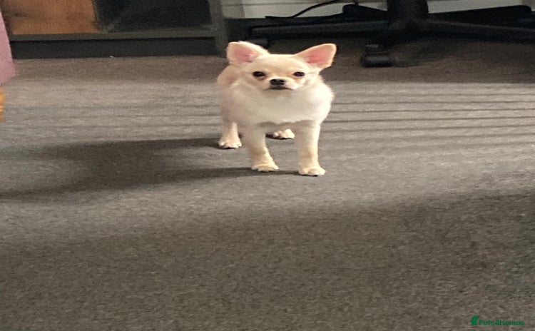 Mixed Breed dogs - Advert 12