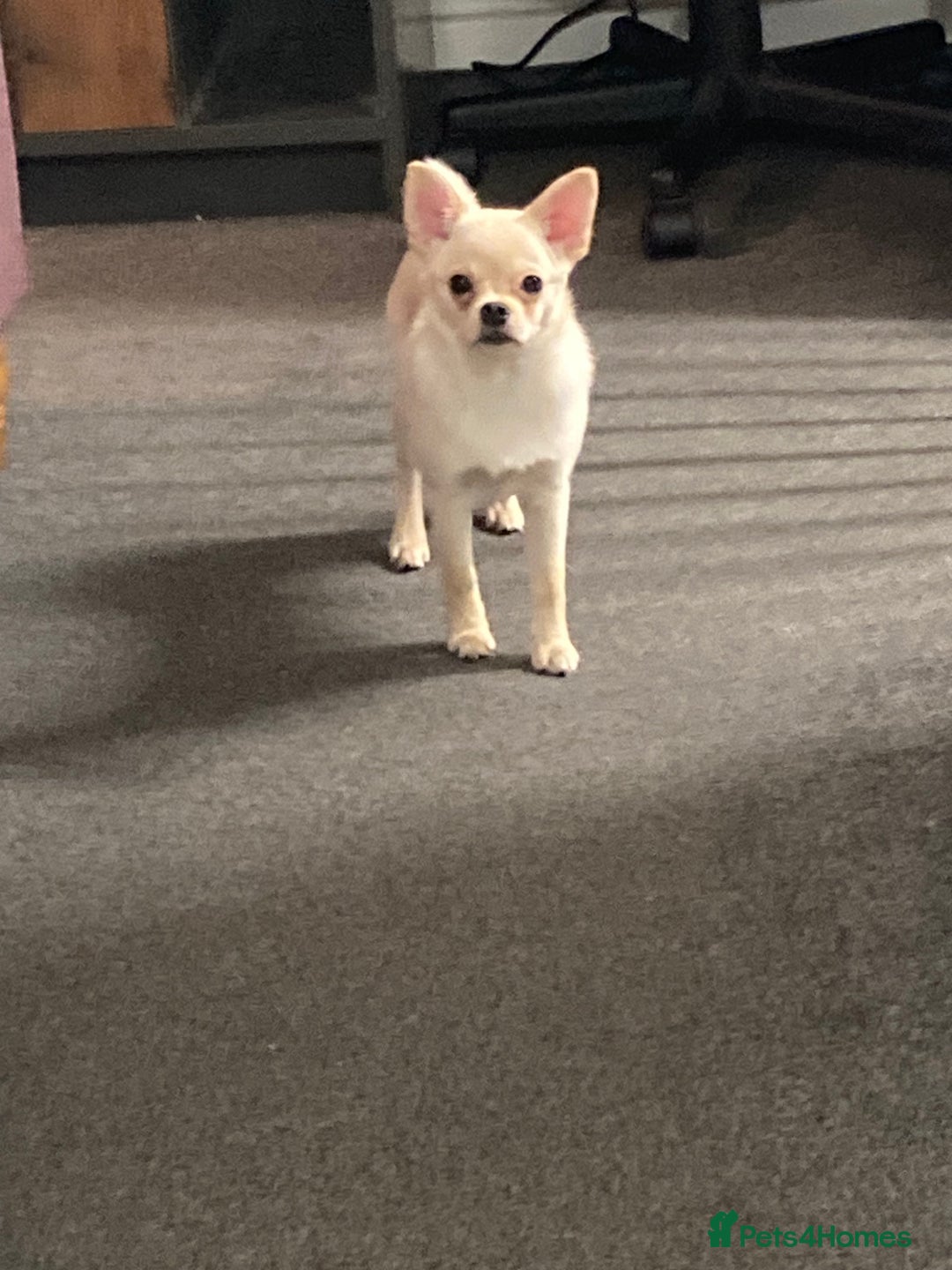 Mixed Breed dogs for sale: Pom-A-Pug 3 months - Image 1