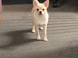 Mixed Breed dogs for sale - Advert 1