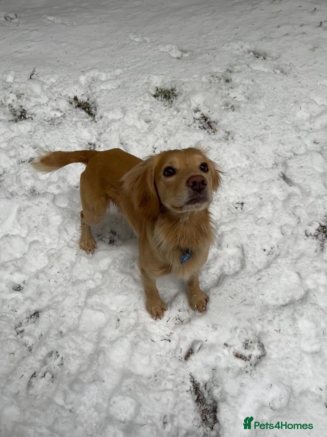 Cocker Spaniel dogs for stud: Proven Working Cocker Spaniel stud - KC Registered in Cockermouth - Advert 5