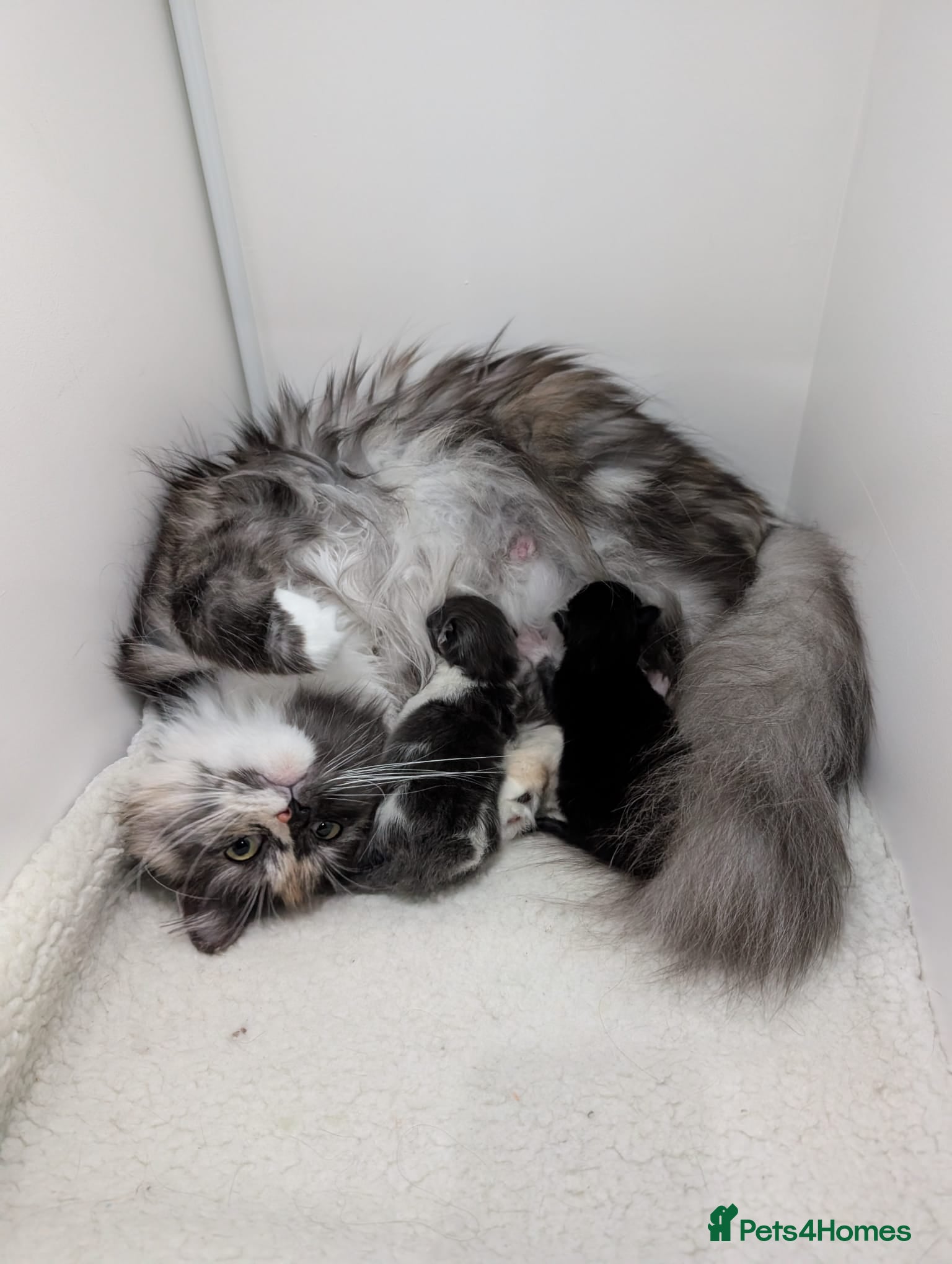 Maine Coon cats Two beautiful girls available  - Advert 1