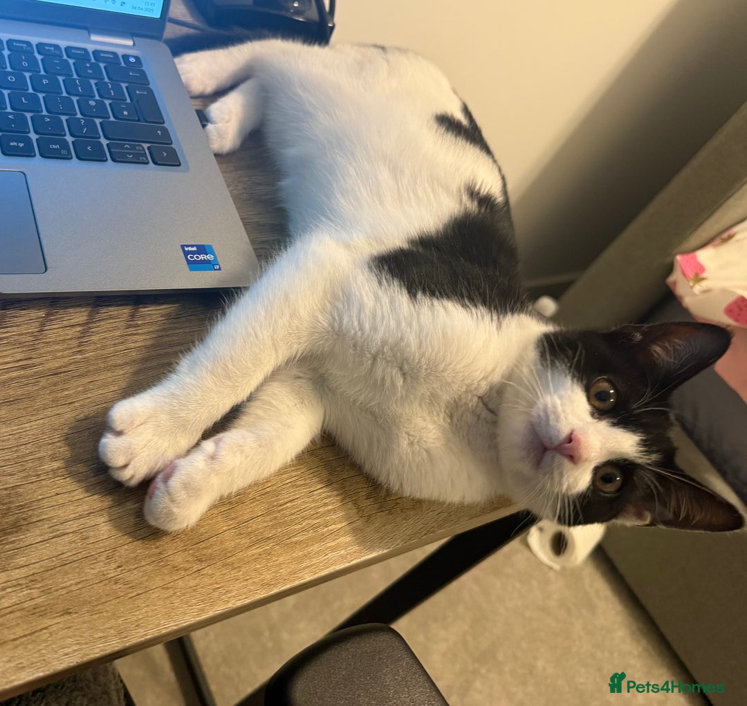 Domestic Shorthair cats for sale: Lovely Tuxedo Cat - Advert 6