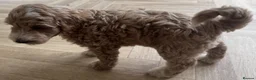 Australian Labradoodle dogs for sale: Multi-Gen Australian Labradoodle Puppies - Advert 6