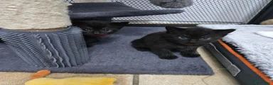 Bluey