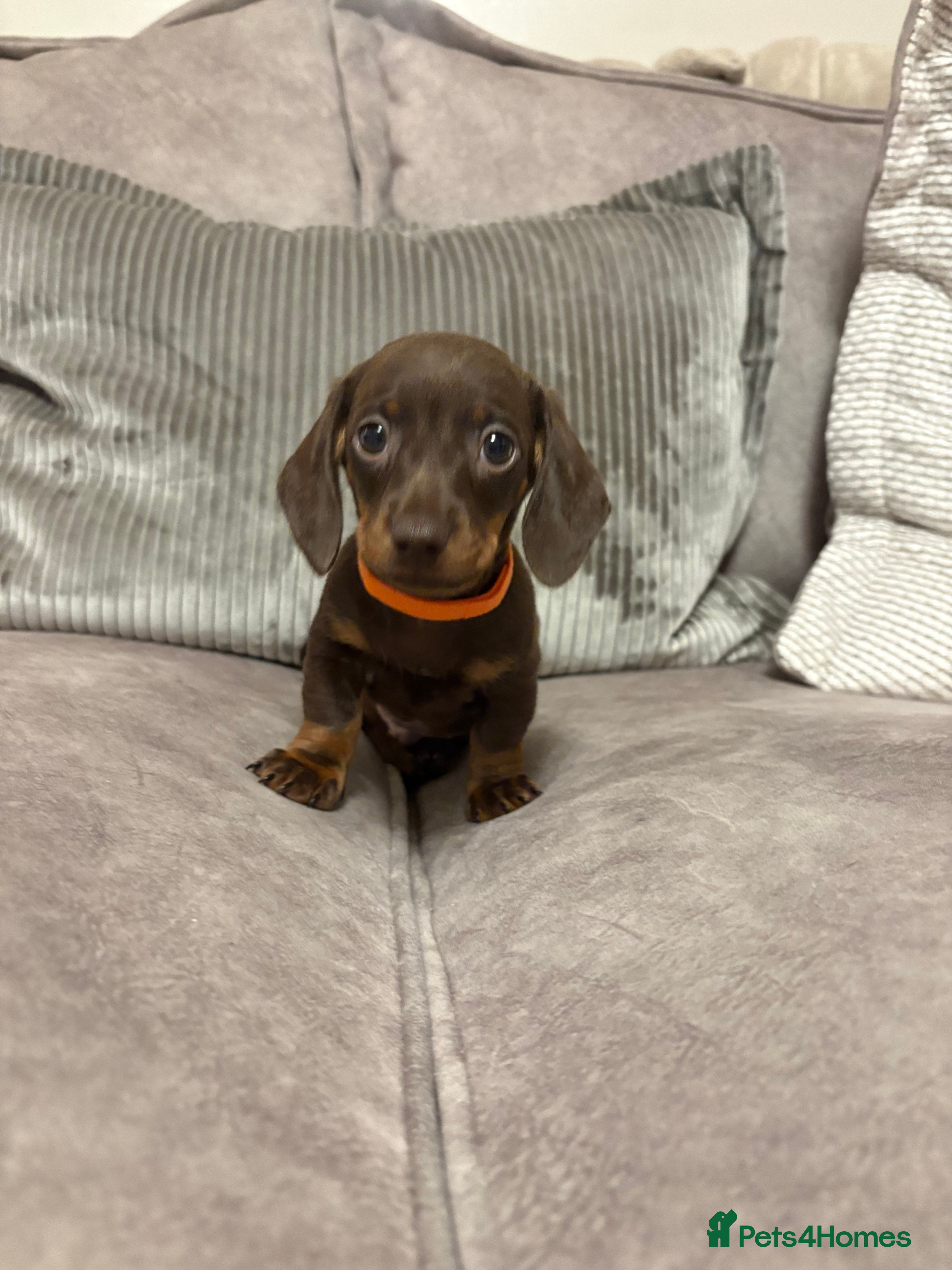 Miniature Dachshund dogs Stunning miniature dachshunds - Advert 15