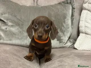 Miniature Dachshund dogs Stunning miniature dachshunds - Advert 15