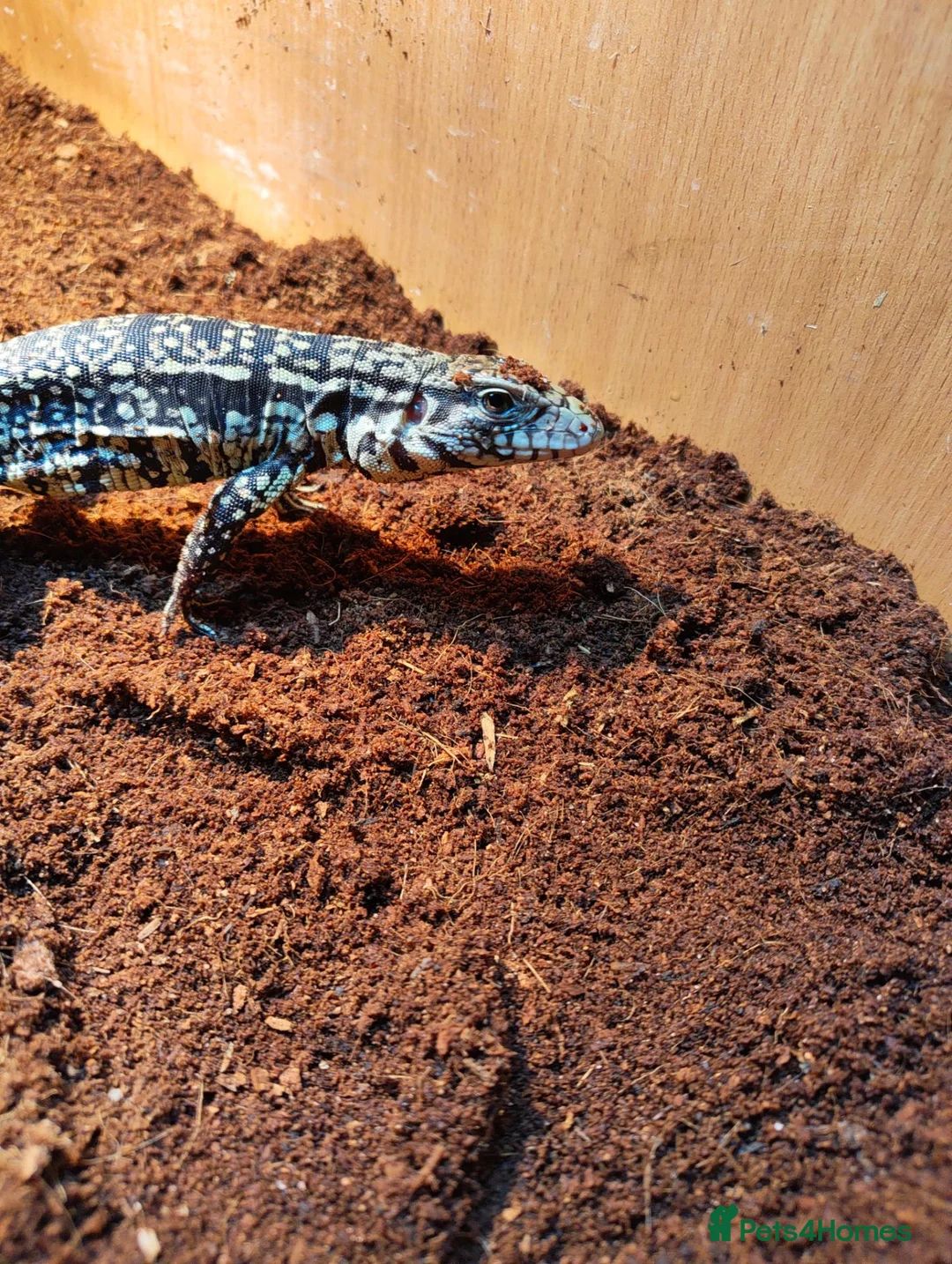 Monitor reptiles for sale: Tegu baby - Advert 2