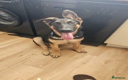German Shepherd dogs for sale: German shepherd male - Image 2