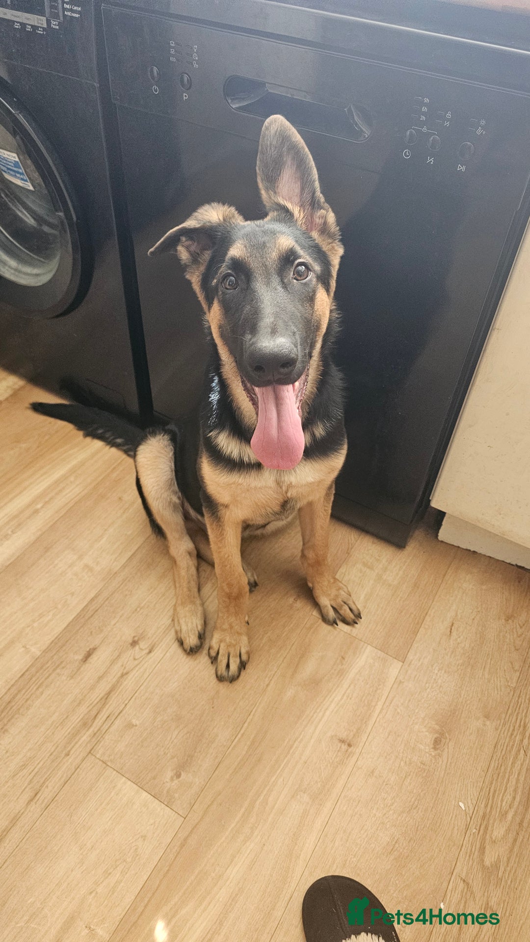German Shepherd dogs for sale: German shepherd male - Image 2