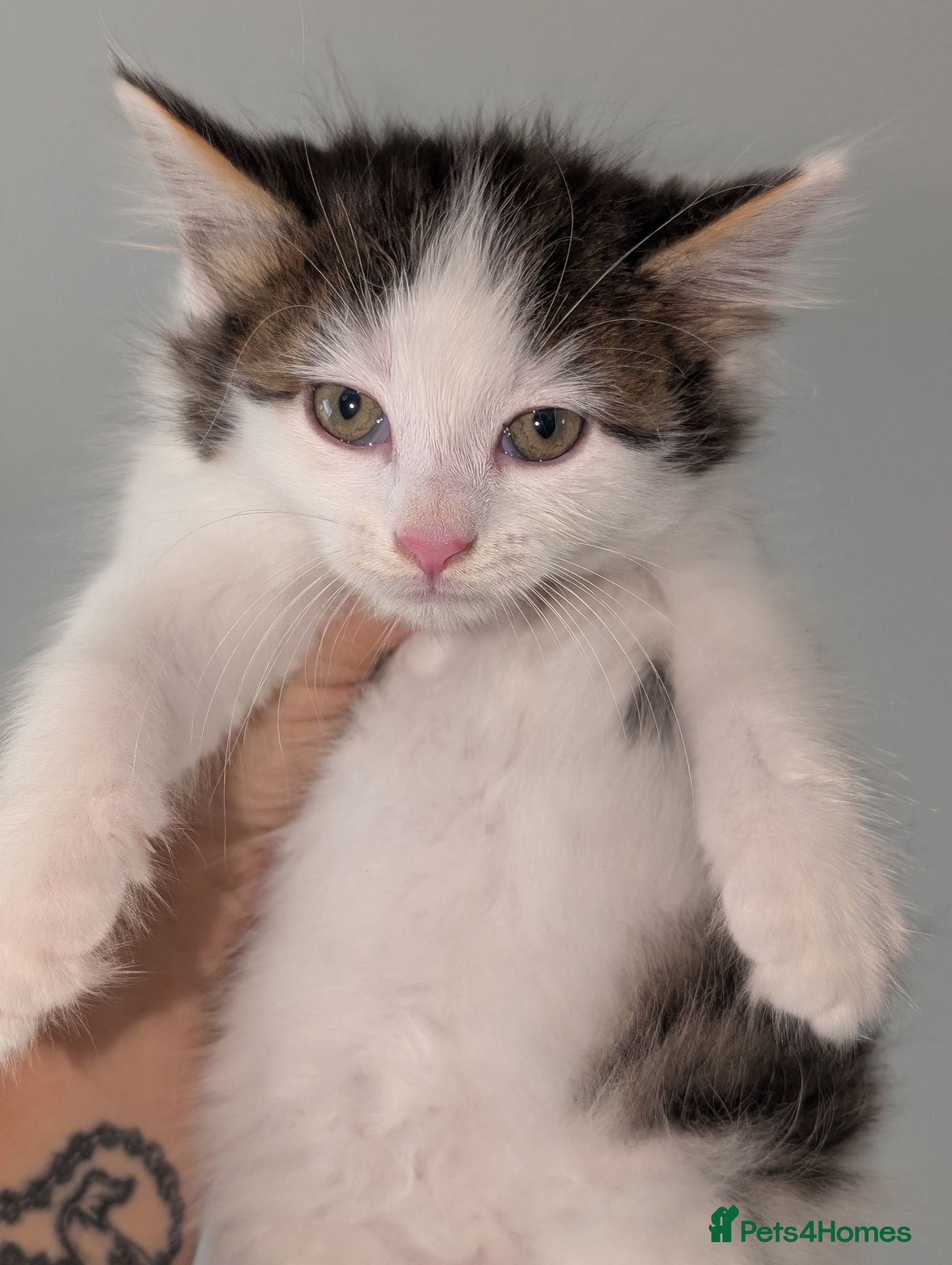 Mixed Breed cats Maine coon cross kittens  - Advert 20