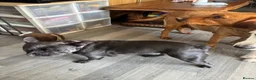 French Bulldog dogs for sale: Female blue French bull dog - Advert 4
