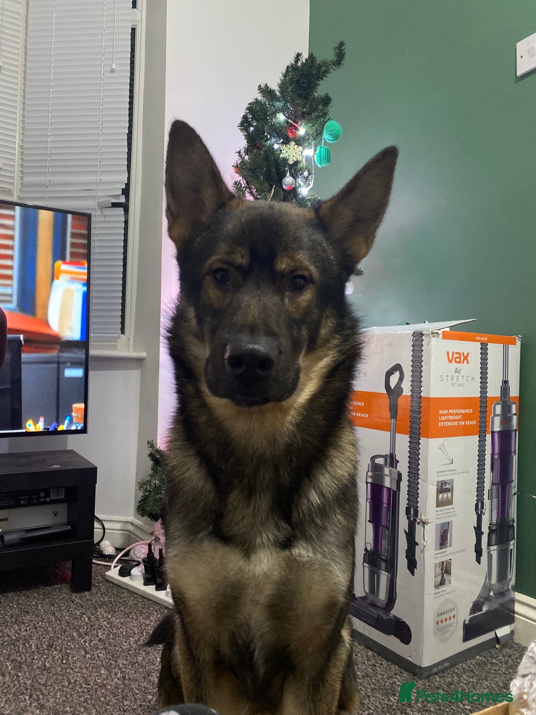 Mixed Breed dogs for sale: 3 year old German Shepard Akita mix male - Image 5