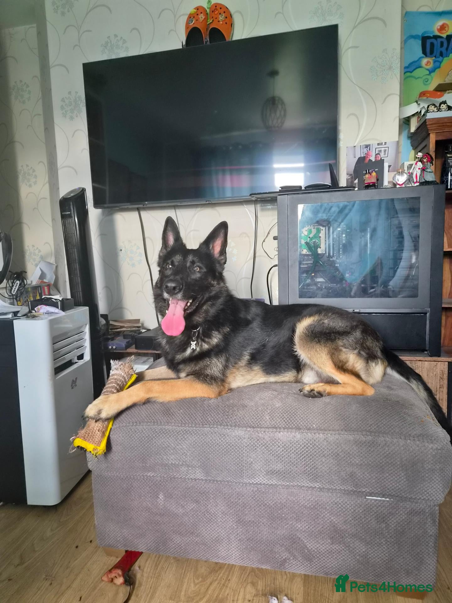 German Shepherd dogs 5 yr old male German shepherd  - Advert 2