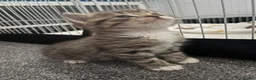 Mixed Breed cats for sale: Persian Cross - Advert 9