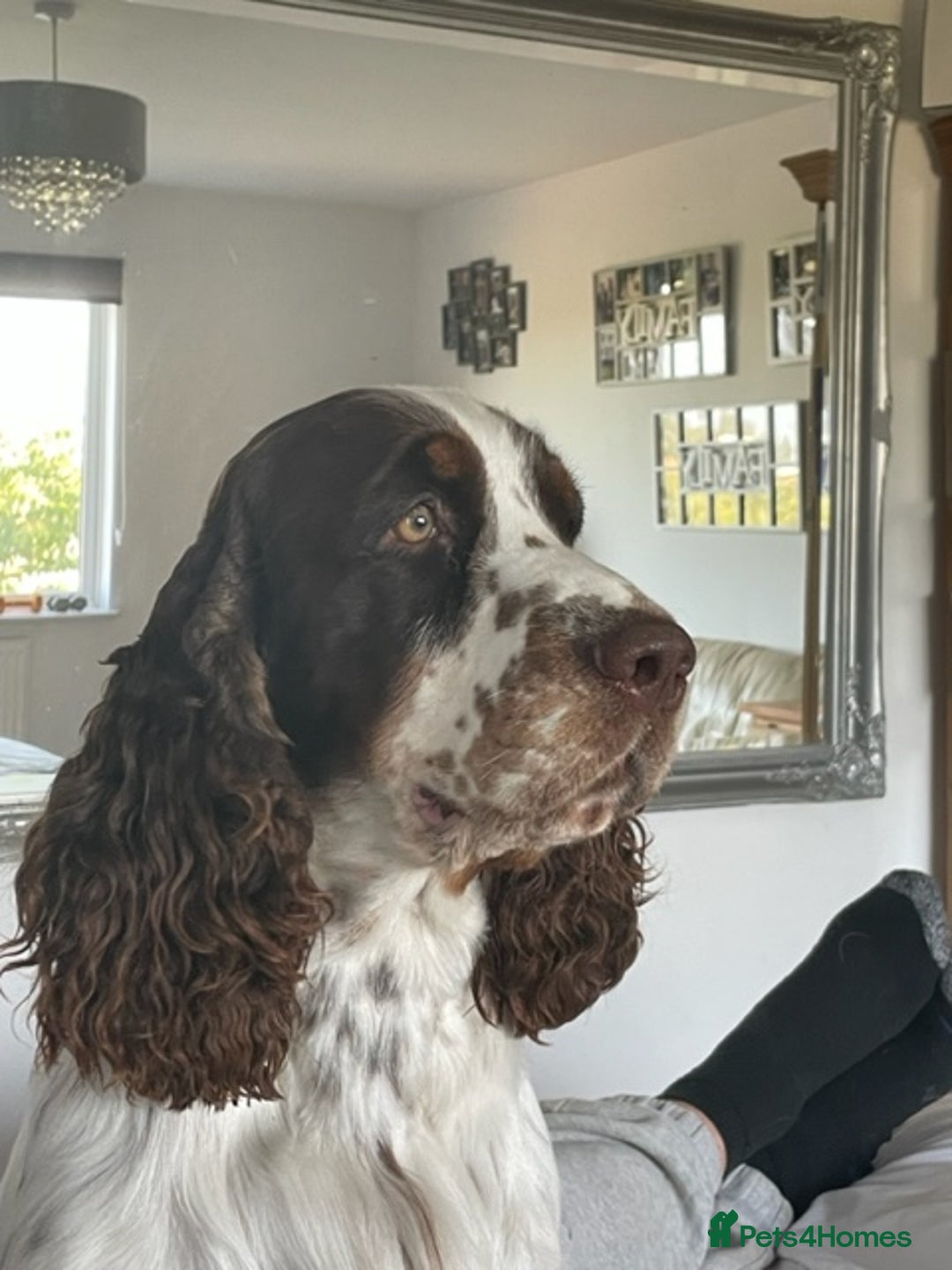 English Springer Spaniel dogs for stud: ENGLISH SPRINGER SPANIEL SHOW TYPE STUD DOG - Image 2