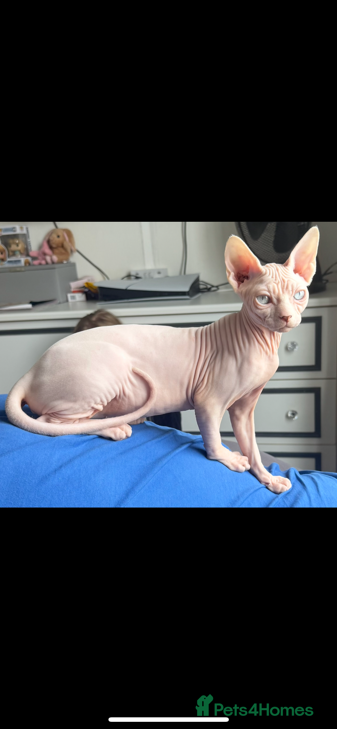 Sphynx cats Female Sphynx blue eyes  - Advert 11