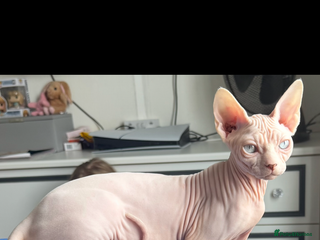 Sphynx cats Female Sphynx blue eyes - Advert 1