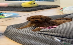Cavapoo dogs for sale: Mr cavapoo F1B  - Image 19