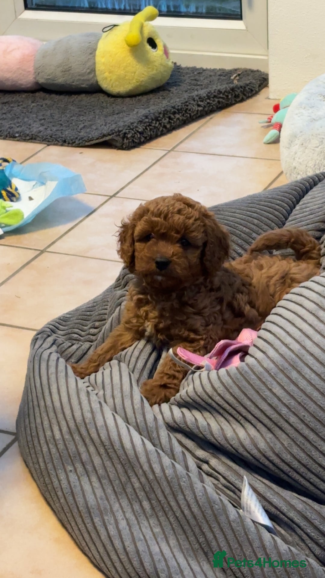 Cavapoo dogs for sale: Mr cavapoo F1B  - Image 19