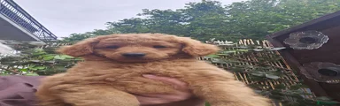 Cavapoo 6
