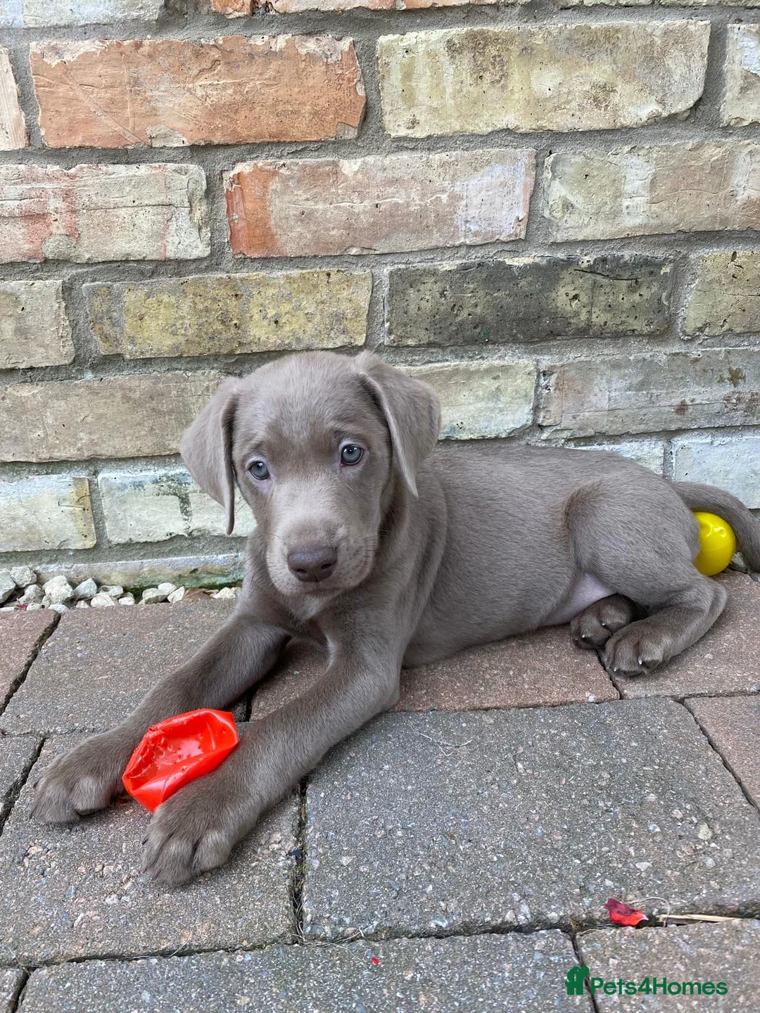 Labrador Retriever dogs for stud: Championship lines, KC silver lab stud 0.0% COI in Cambridge - Advert 10