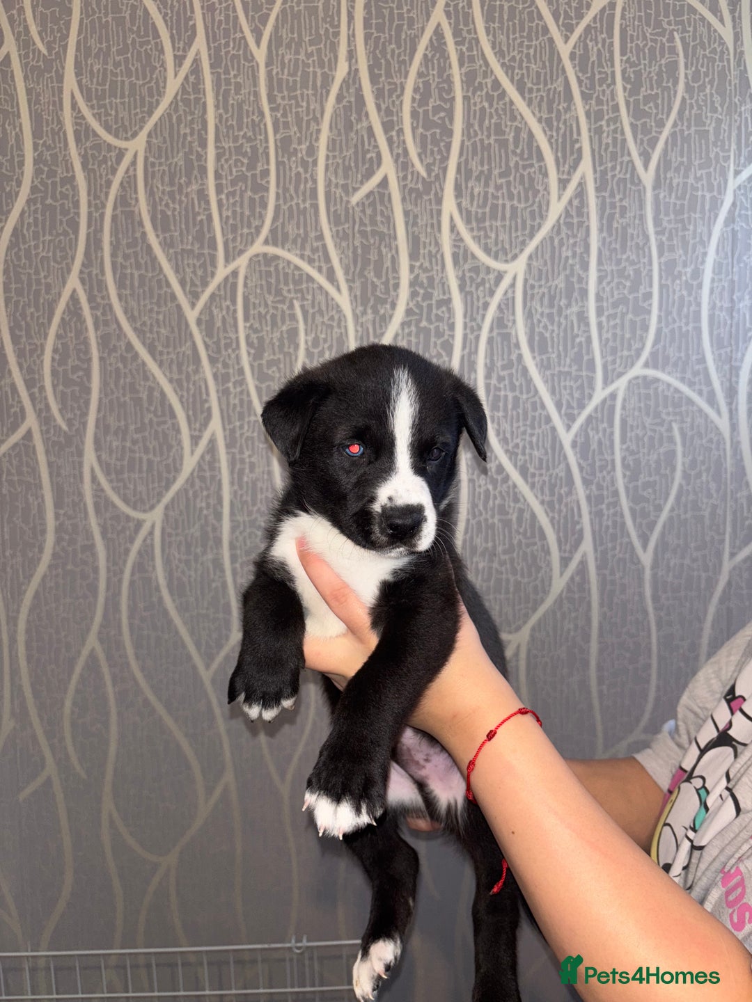 Mixed Breed dogs for sale: Husky Mix Puppies  - Image 6