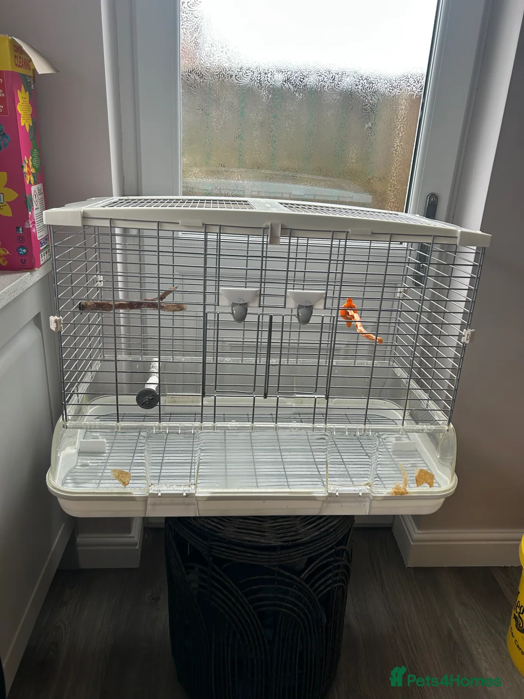 Lovebirds birds for sale: Young love bird pair with cage in Newton Aycliffe - Advert 4
