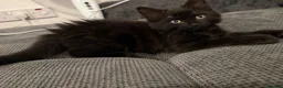 Mixed Breed cats for sale: 4 Adorable Playful Kittens Ready to Go 🐱❤️ in Thornton Heath - Advert 16