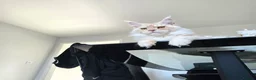 Maine Coon cats for sale: Purebred Cream Maine Coon Boy – 1.6 Years Old - Advert 3
