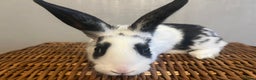 English Spot rabbits for sale: Baby English fancy rabbits - Advert 2