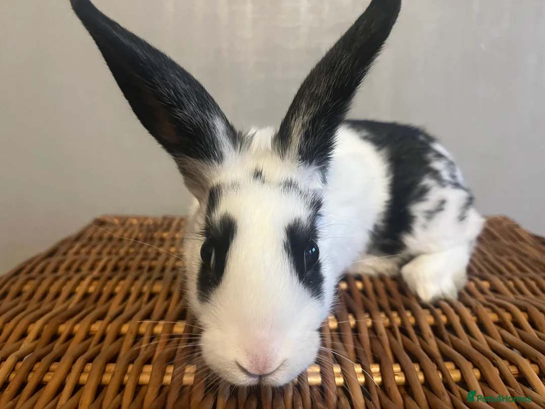English Spot rabbits for sale: Baby English fancy rabbits - Advert 2