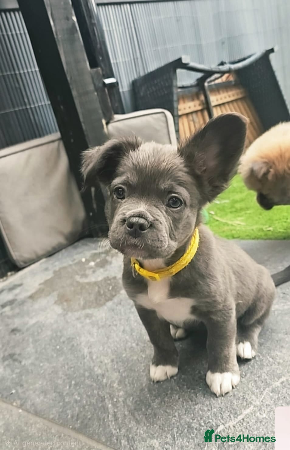 French Bulldog dogs READY TO GO!! 1 GIRL LEFT! FLUFFY French Bull Dog  - Advert 1