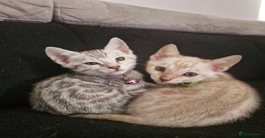 Bengal cats - Advert 6